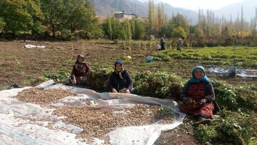 تهیه شناسنامه کاری برای بانوان کارآفرین روستایی