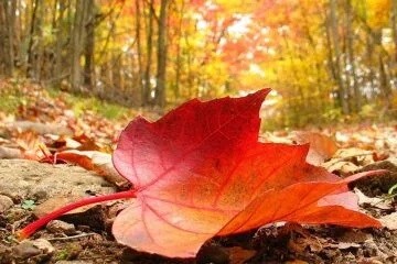 پاییز