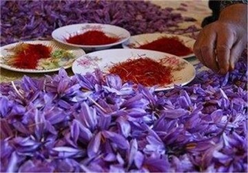افزایش کیفیت زعفران توسط پژوهشگران دانشگاه تهران
