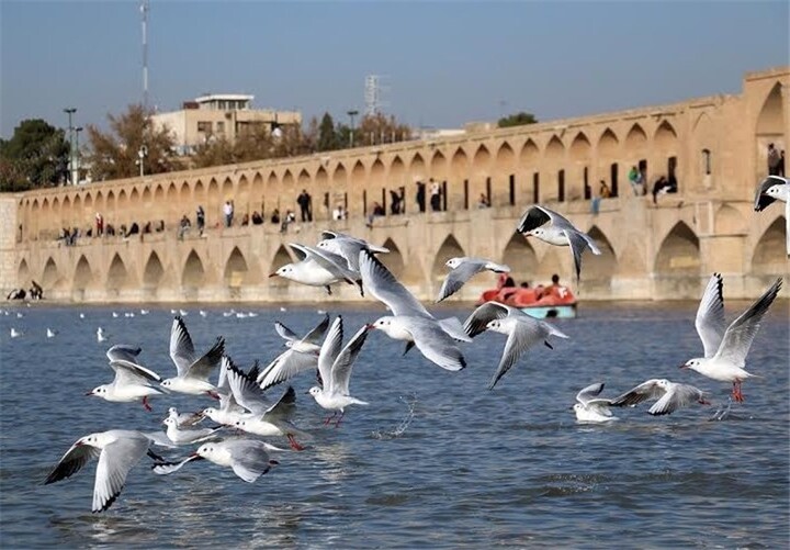 پرندگان