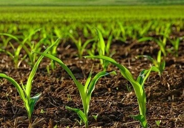 اصلاح الگوی کشت پس از نیم‌قرن روی میز تصمیم‌گیری