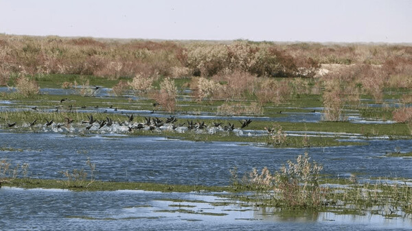 تالاب