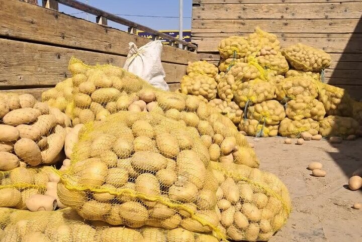 سیب زمینی
